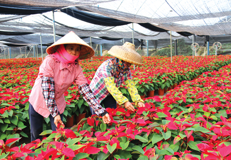 村民發(fā)揮自身優(yōu)勢(shì)種植花卉，種出'錢'程