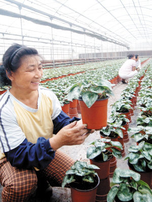 天津北辰區(qū)花卉種植基地加強(qiáng)管理 確保國慶期間蔬菜種植供應(yīng)