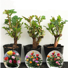 豆類種植 價格、圖片、品牌與種植指南